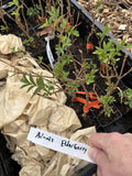 Adams Elderberry