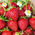 Tennessee Beauty Strawberry