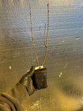 Viking Aronia Berry