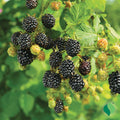 Cheyenne Blackberry