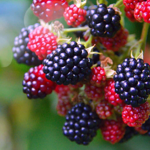 Osage Blackberry