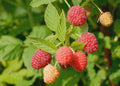 Prelude Raspberry