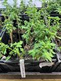 Black Velvet Gooseberry