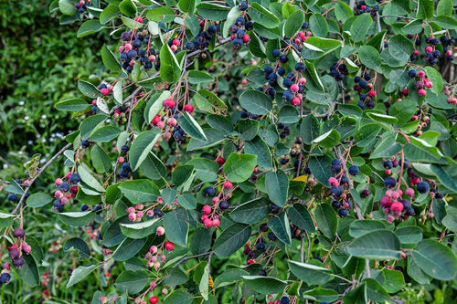 Shadbush Serviceberry