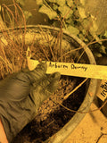 Downy Serviceberry