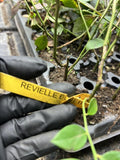 Reveille Blueberry