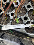 Northland Blueberry