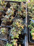 Magenta Lingonberry