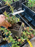 Magenta Lingonberry