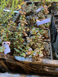 Magenta Lingonberry
