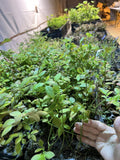 Jersey Blueberry