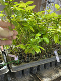 Duke Blueberry