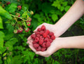Boyne Raspberry