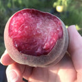A hand holding an Indian Blood peach with a bite taken out, showing juicy red flesh