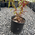 An Indian Blood peach sapling in a black nursery pot, with red stems and a mix of red and green leaves