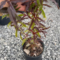 An Indian Blood peach sapling held up by hand, showing its deep purple-red leaves