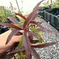 Purple-red Indian Blood peach leaves with finely toothed edges, held in a hand