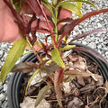 Red stems of a young Indian Blood peach sapling rising from bark mulch in its pot