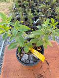 Lawton Blackberry 1 gallon potted