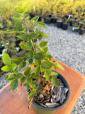 Lawton Blackberry 1 gallon potted