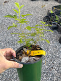 Lawton Blackberry 1 gallon potted