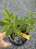 Lawton Blackberry 1 gallon potted