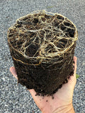 Lawton Blackberry 1 gallon potted