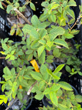Lawton Blackberry 1 gallon potted