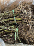 Lawton Blackberry bare root