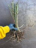 Lawton Blackberry bare root