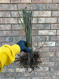 Lawton Blackberry bare root