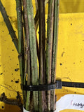 Lawton Blackberry bare root