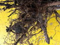 Lawton Blackberry bare root