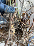 Lawton Blackberry bare root
