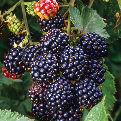 Lawton Blackberry