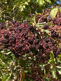 Heavy clusters of ripe American elderberries
