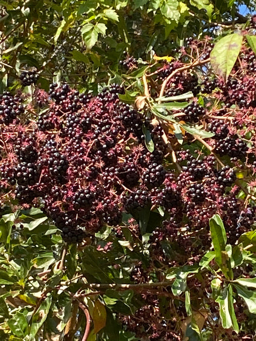 Adams Elderberry
