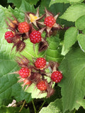 Ripe wineberries in their bristly husks