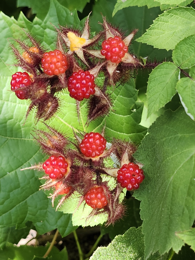 Wineberry