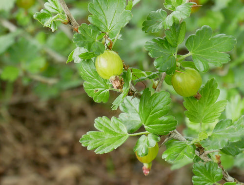 Champion Gooseberry