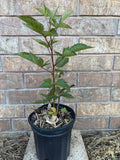 Osage Blackberry 1 gallon potted