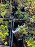 Osage Blackberry 1 gallon potted