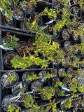 Osage Blackberry 1 gallon potted