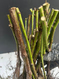 Osage Blackberry bare root
