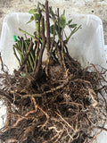 Osage Blackberry bare root