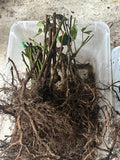 Osage Blackberry bare root