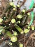 Osage Blackberry bare root