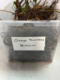 Osage Blackberry bare root
