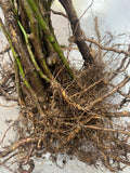 Osage Blackberry bare root