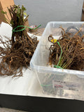 Osage Blackberry bare root
